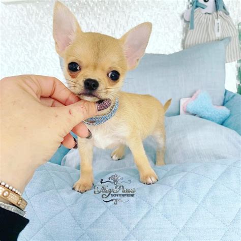 Chihuahua Puppies for Sale in Philippines .